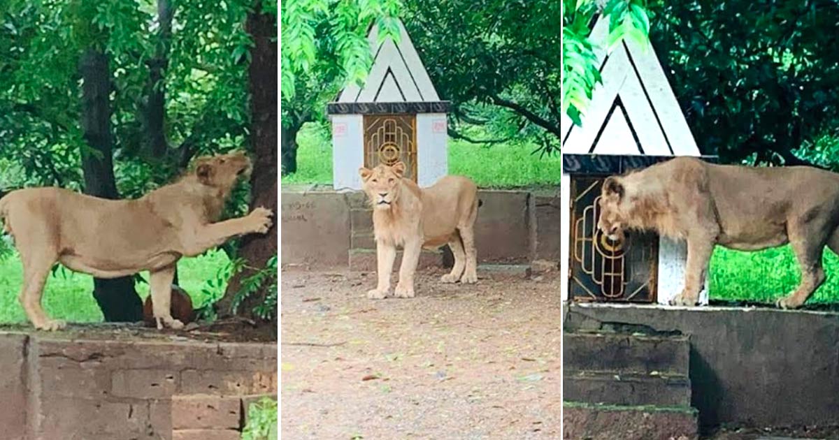 lion