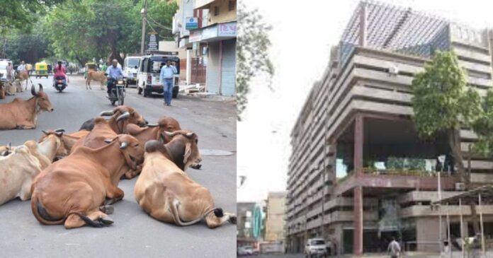 AMC Stray Cattle Policy Ahmedabad
