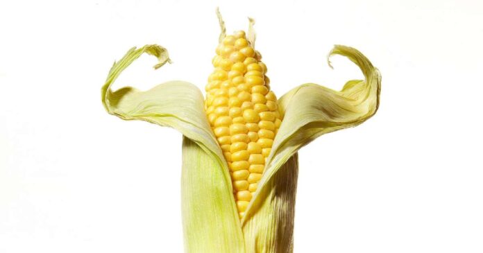 Corn Price Today