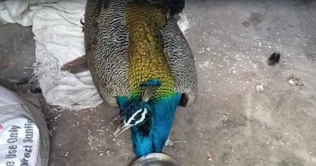 Peacocks Died in Savlas village of Patdi