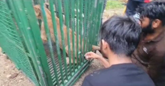 Forester rescue 2 lion cubs in Una