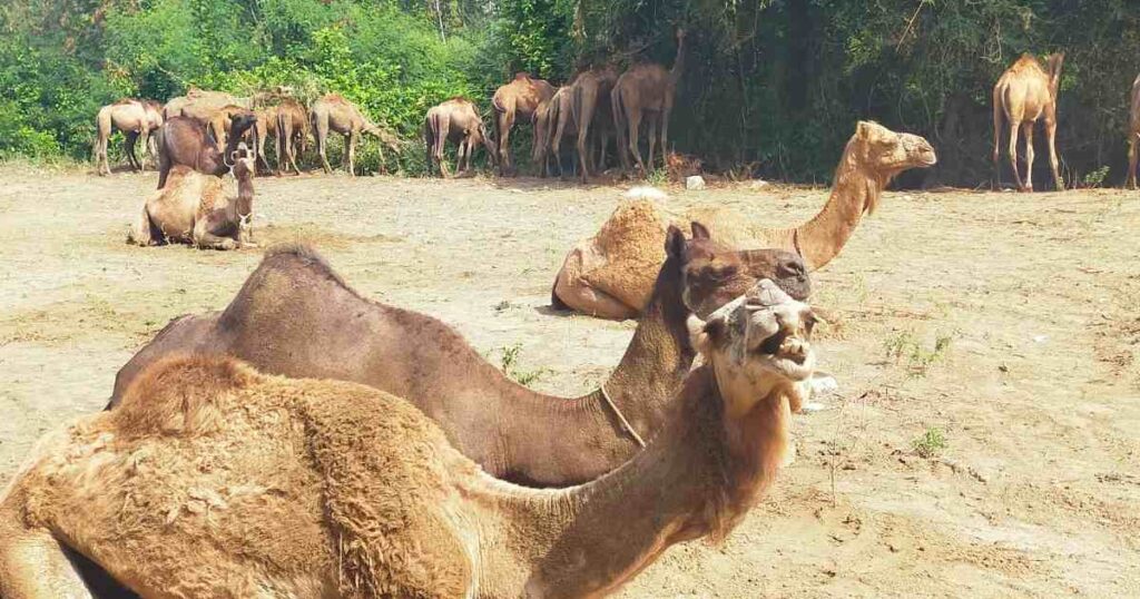 Maharashtra To Rajasthan Camel Convey