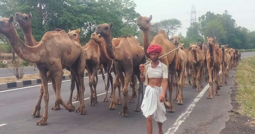 Nashik to Sorohi Camel Convey