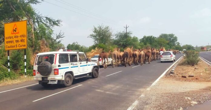 Shahera Police Camel Convey Security
