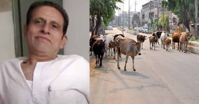 Vadodara Stray Cattle Attack old man Died