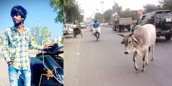 Bhavnagar Youth Died After Stray Cattle Hit