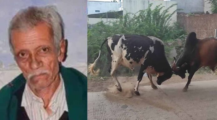 Old Man Died Due to Stray Cattle in Jamnagar