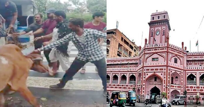 Surat Stray Cattle News