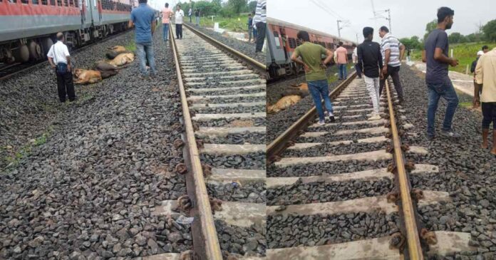 Surendranagar Train collision 8 cattle died