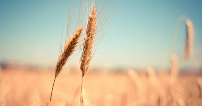 Wheat Market News