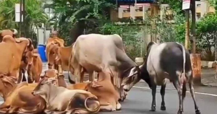 AMC approved Stray Cattle control policy