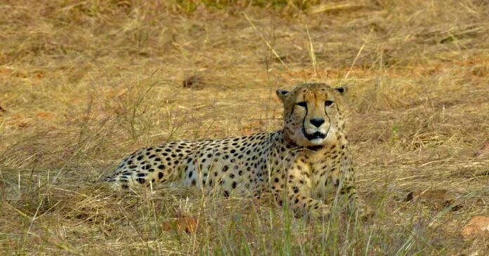 Tejas cheetah death at Kuno National Park