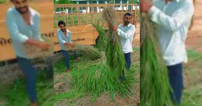 Kalol Nagarpalika News