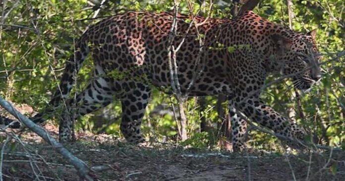 Man eater leopard kills Girl in Sutrapada