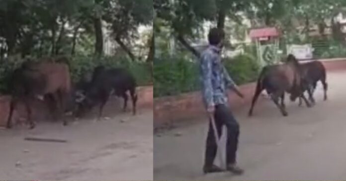 Stray Cattle fight kalol