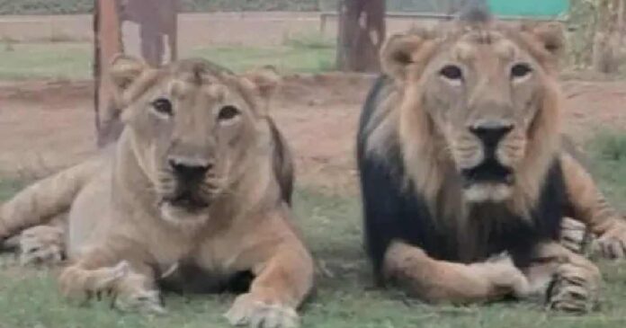 Sutra Lion Death in Indroda Park Gandhinagar