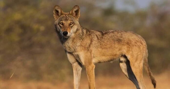 Wolves verge of extinction in north Gujarat