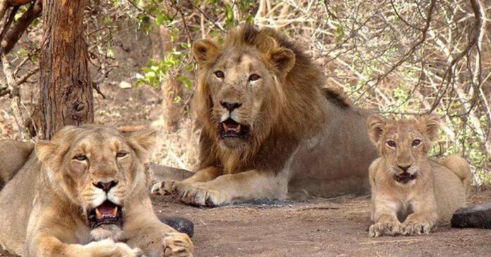 World Lion Day