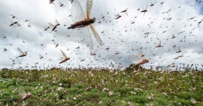 locust invasion threat in North Gujarat