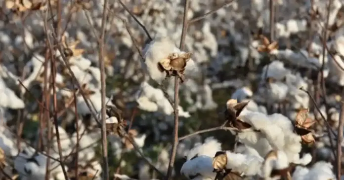 Cotton Price Today