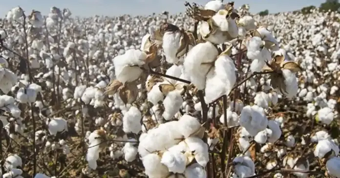 Cotton news in gujarati