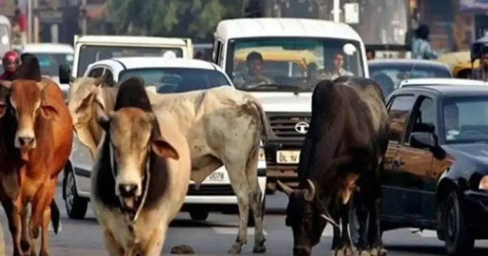 stray cattle