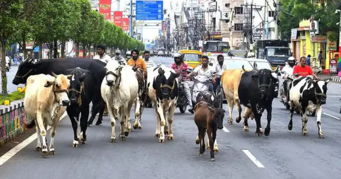 Cattle control policy Cattle control policy