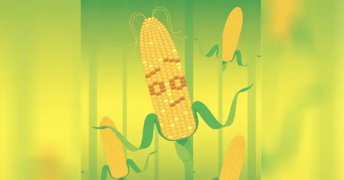 corn news