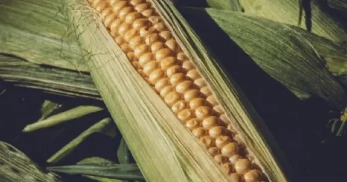 Corn Price in Gujarati
