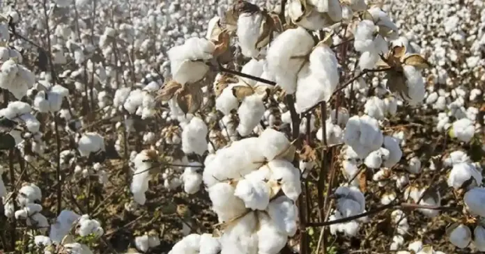 Cotton News in Gujarati