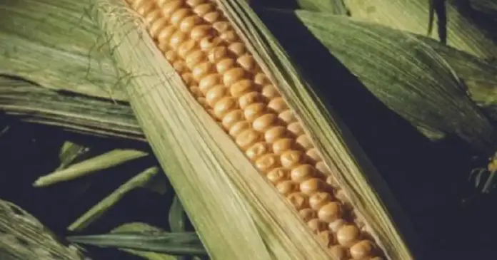 corn news in gujarati