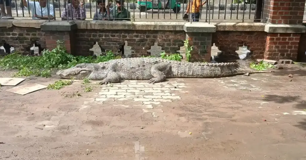 vadodara crocodile