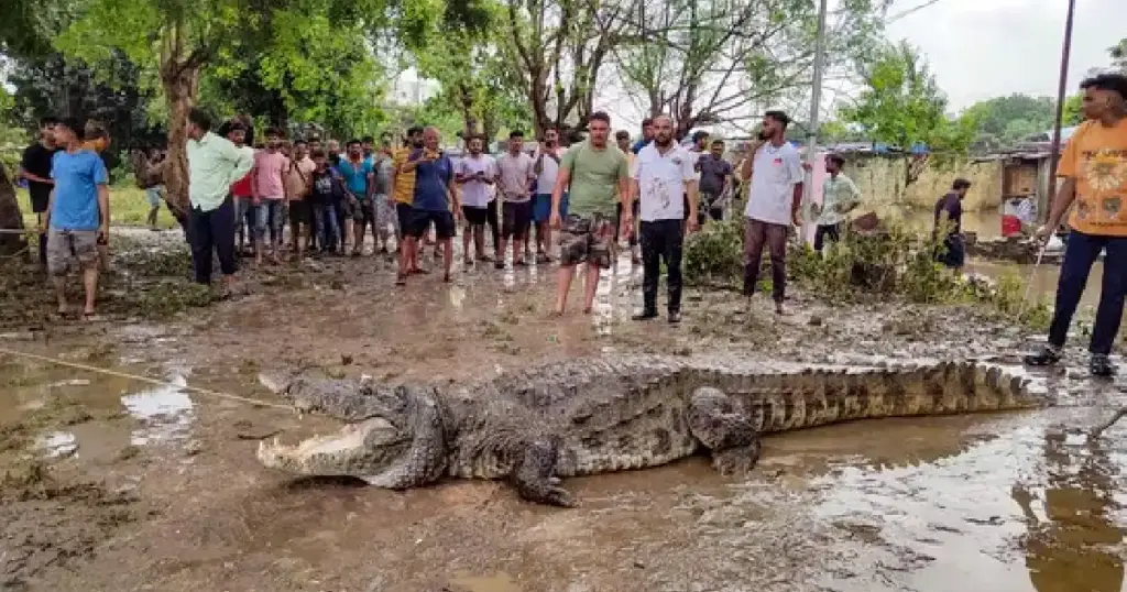 vadodara crocodile