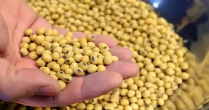 Soybean Seed