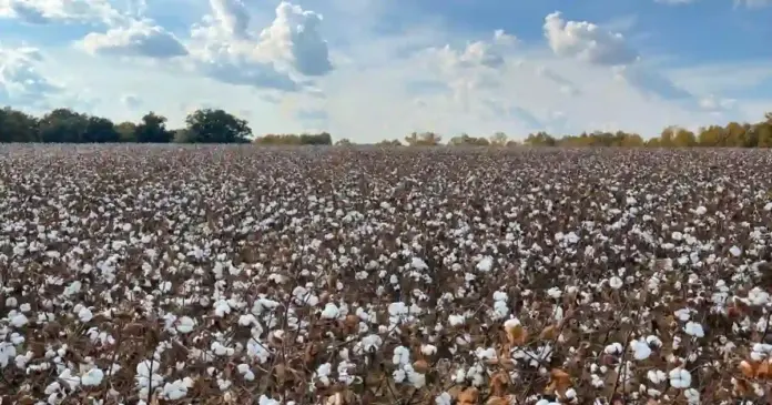 Cotton Price News