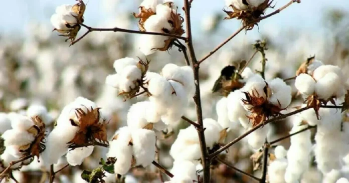 cotton news