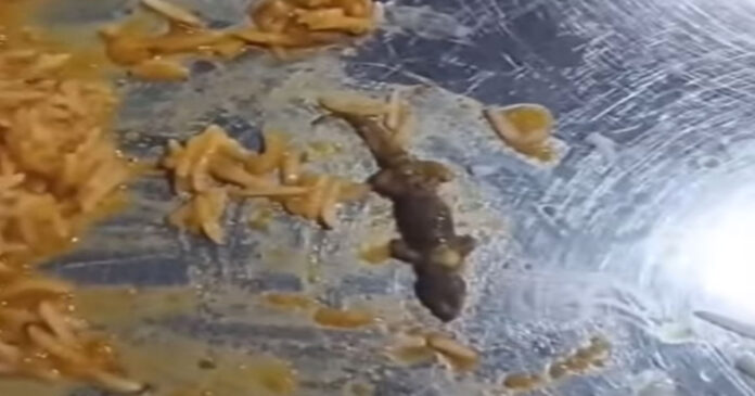 Lizard