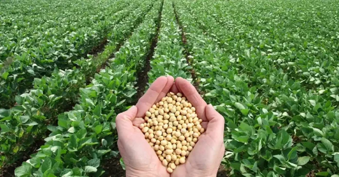 Soybeans