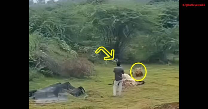 BHAVNAGAR LION VIRAL VIDEO