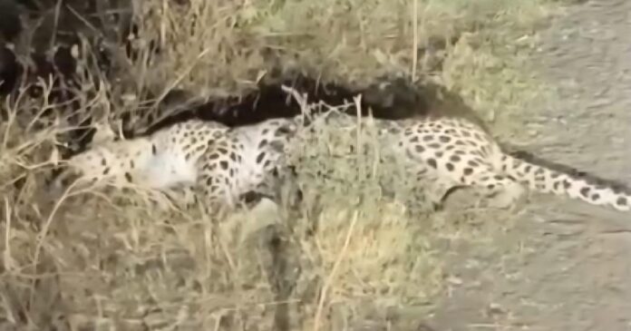 Leopard accident Aravalli