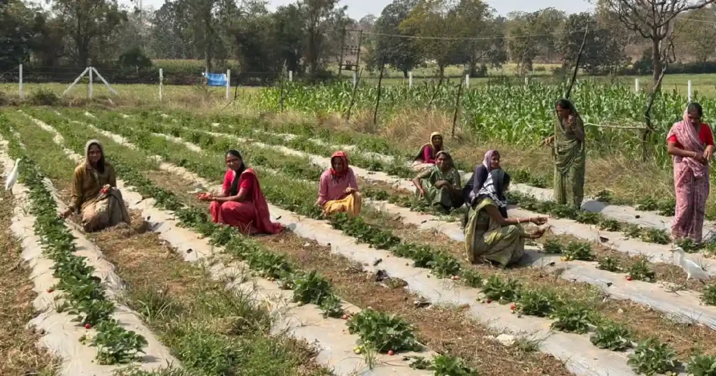 Strawberry Farming aravalli