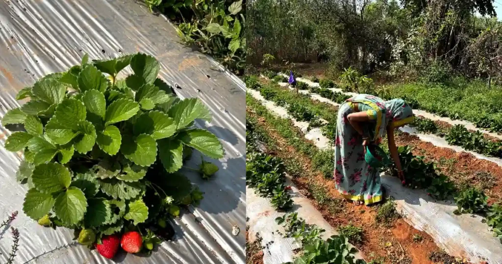 Strawberry Farming aravalli