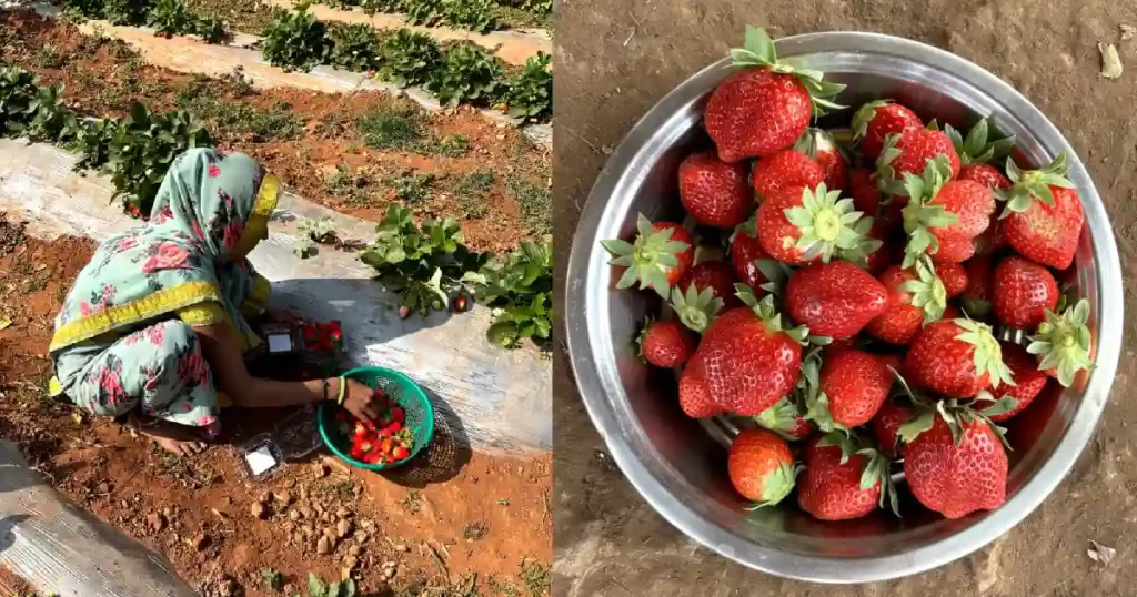Strawberry Farming aravalli
