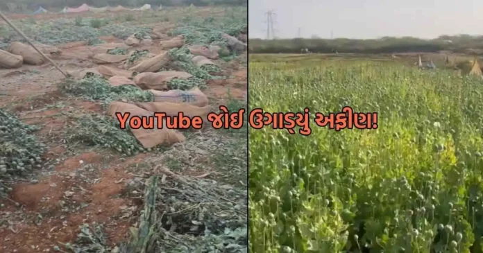 YouTube farm