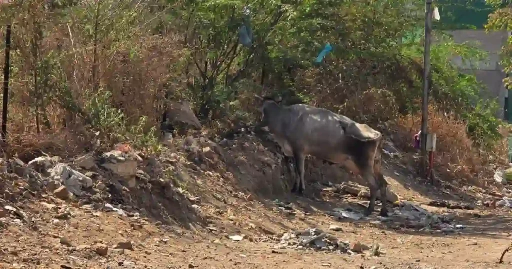 AMC Cow