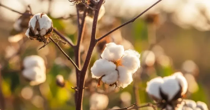 Cotton Price