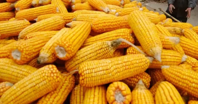 Corn